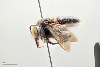 Media type: image;   Entomology 810605 Aspect: habitus lateral view